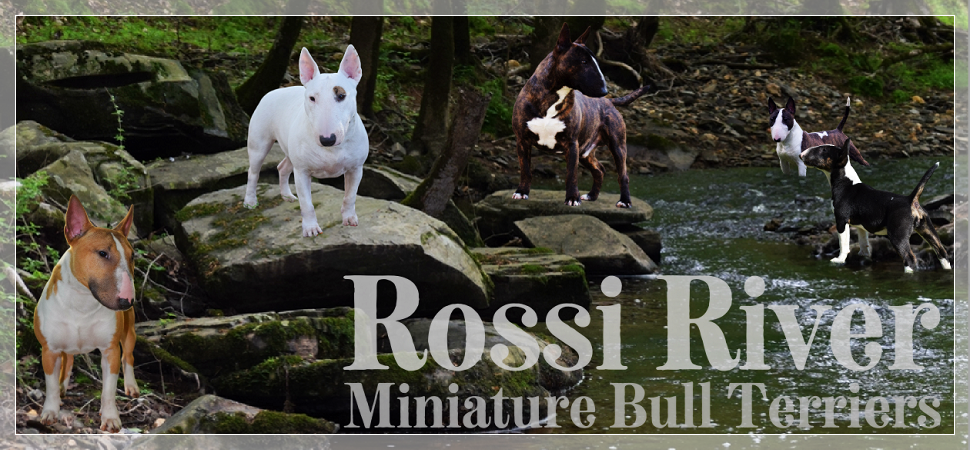 Rossi River Miniature Bull Terriers
