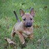 ***RESERVED*** Rossi Alpha Tango