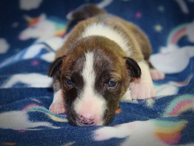 Puppy (1)