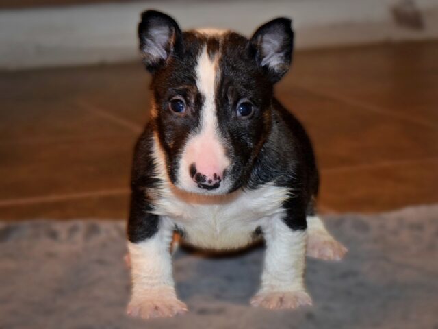 Puppy (10)