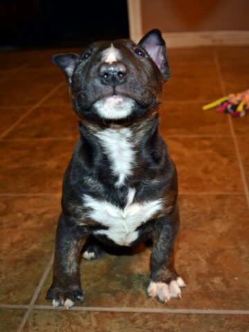 Puppy (11)