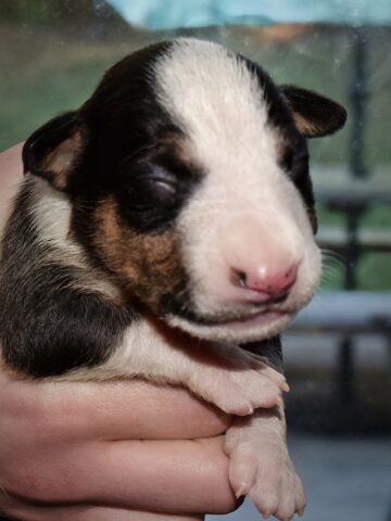 Puppy (13)