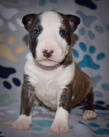 Puppy (2)