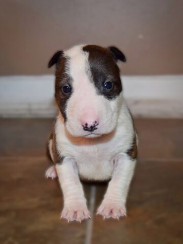 Puppy (24)