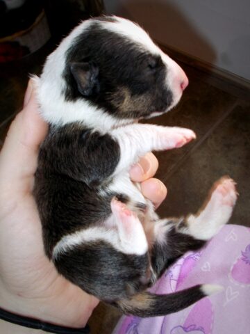 Puppy (25)
