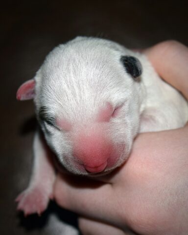 Puppy (27)