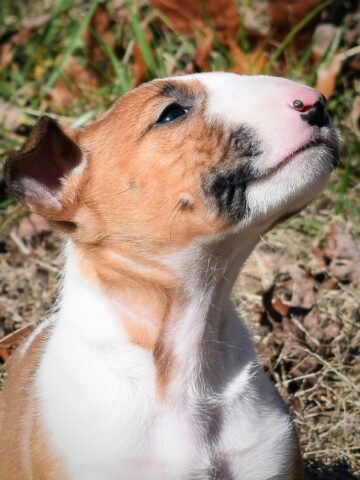 Puppy (29)