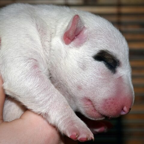 Puppy (32)