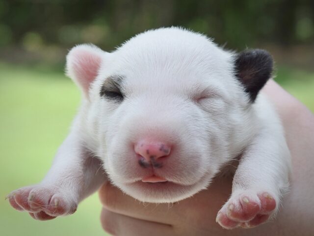 Puppy (33)