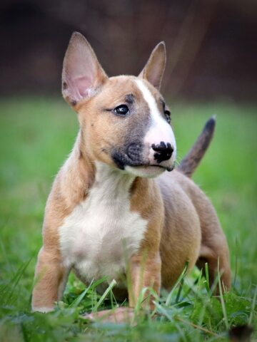 Puppy (34)