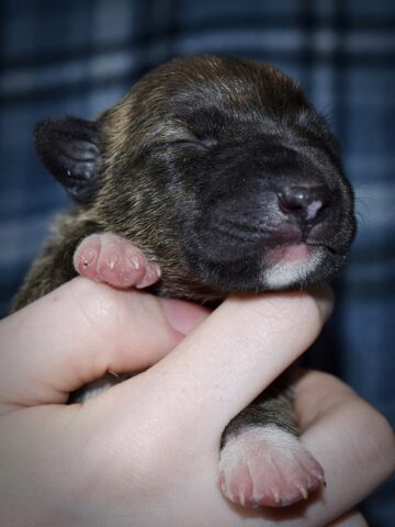 Puppy (36)