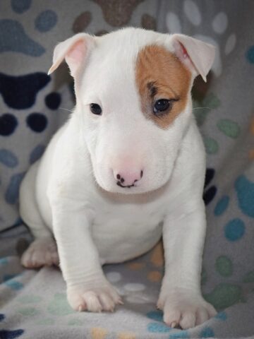 Puppy (38)