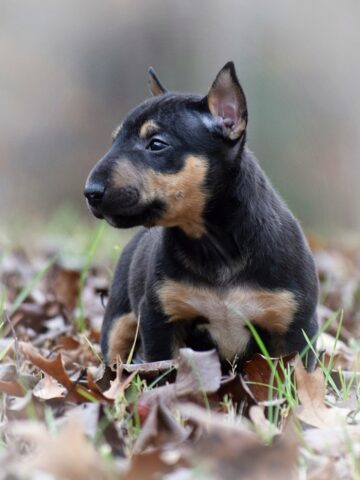 Puppy (39)