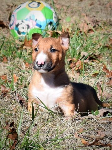 Puppy (4)