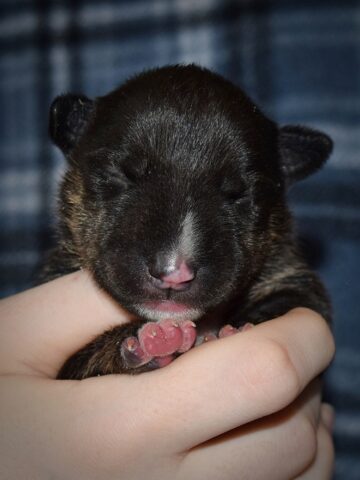 Puppy (45)