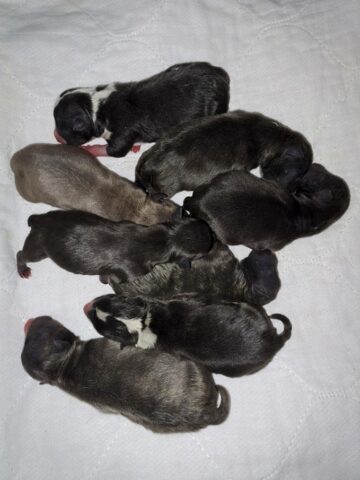 Puppy (47)