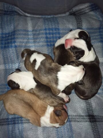 Puppy (48)