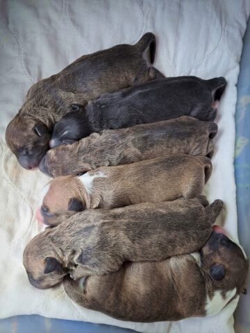 Puppy (49)