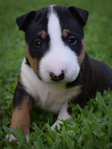 Puppy (52)