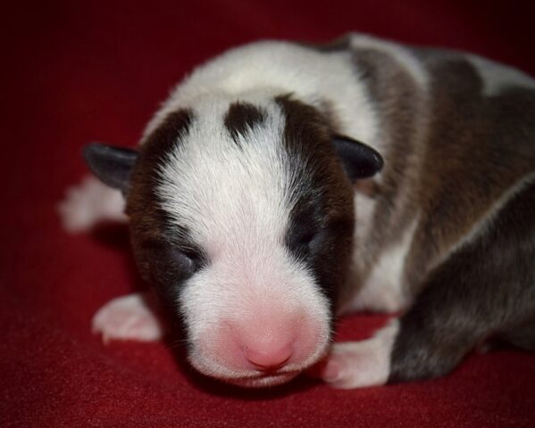 Puppy (53)