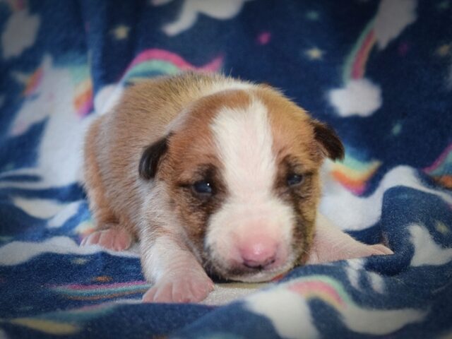 Puppy (55)