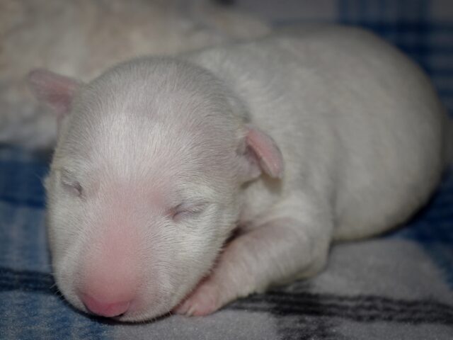 Puppy (56)