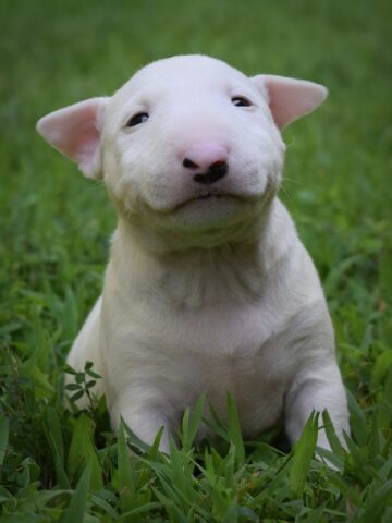 Puppy (57)