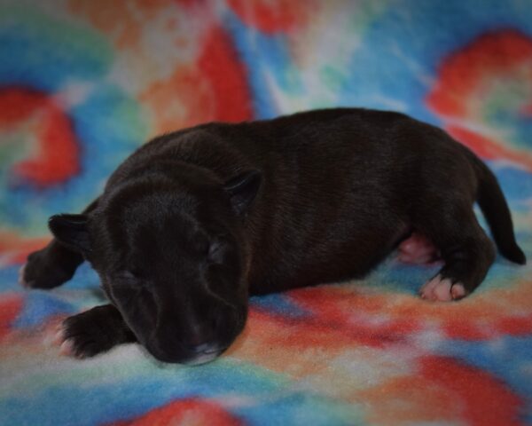 Puppy (58)