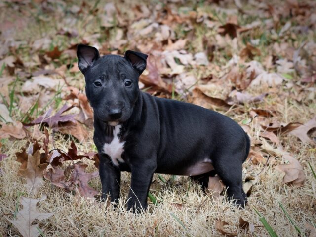 Puppy (59)