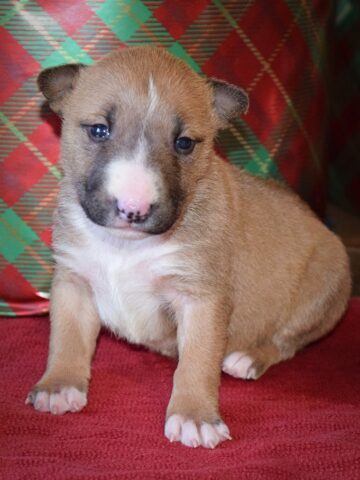 Puppy (6)