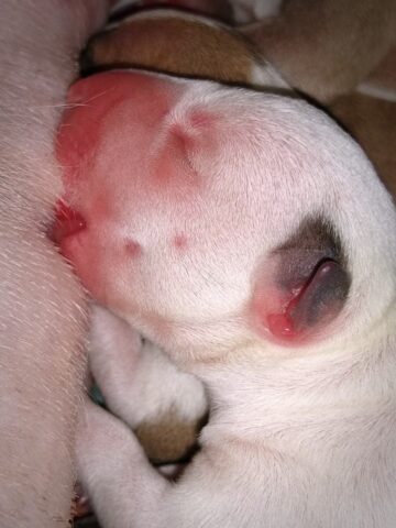 Puppy (60)