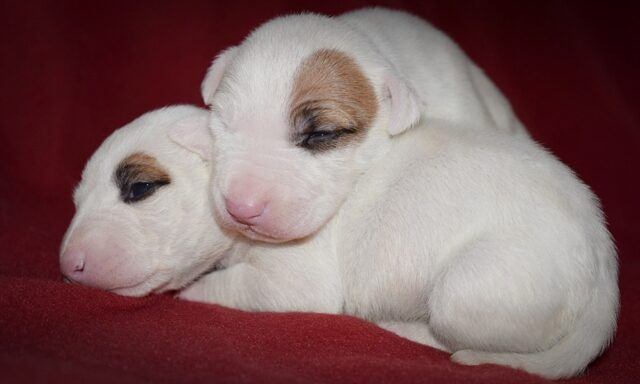 Puppy (61)