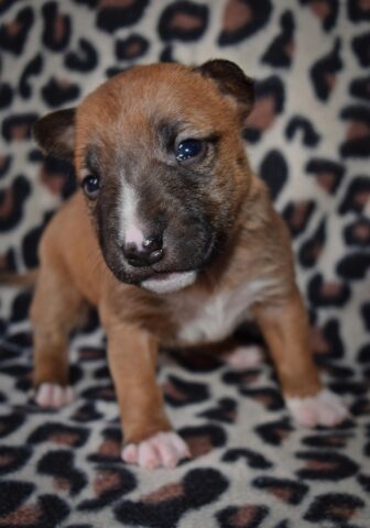 Puppy (64)