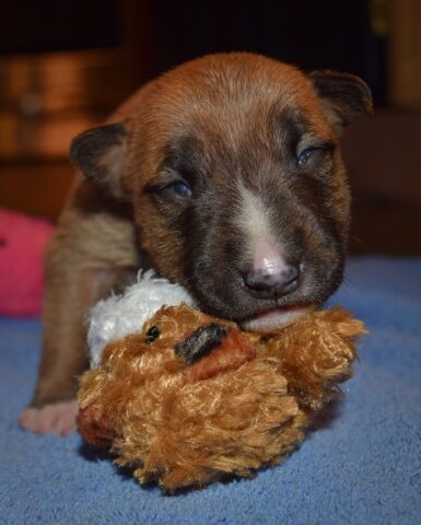 Puppy (65)