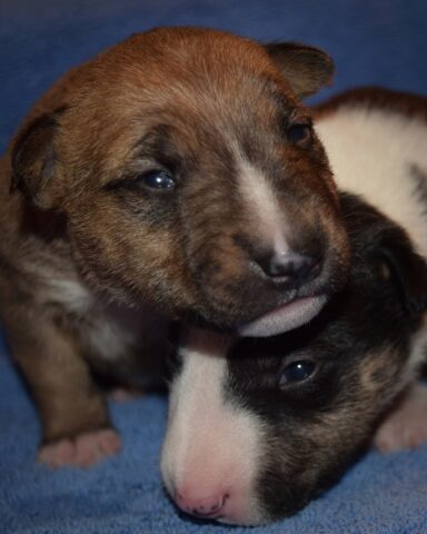 Puppy (66)