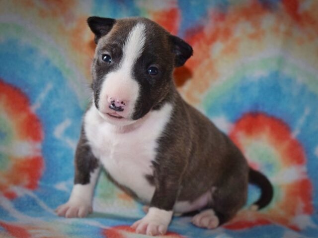 Puppy (67)