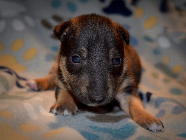 Puppy (68)