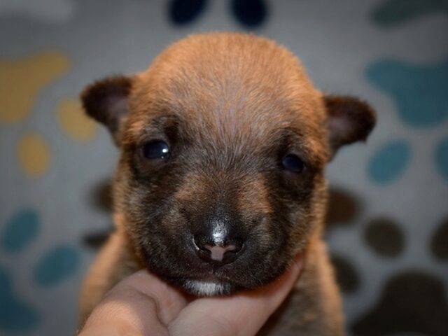 Puppy (69)