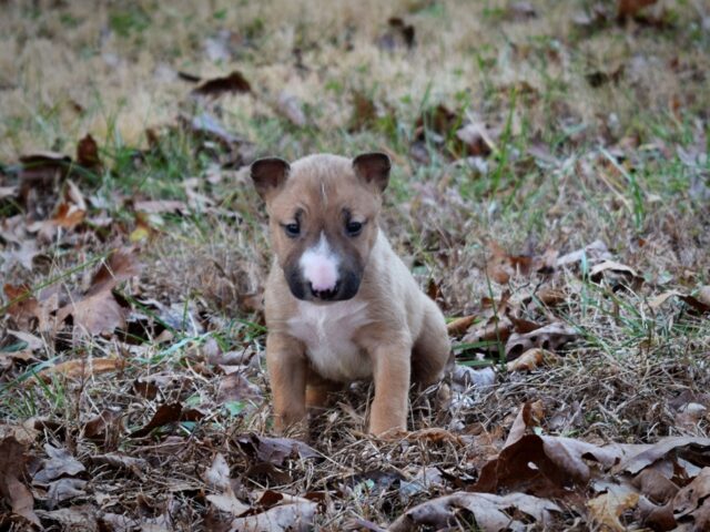 Puppy (7)