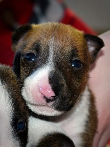 Puppy (70)
