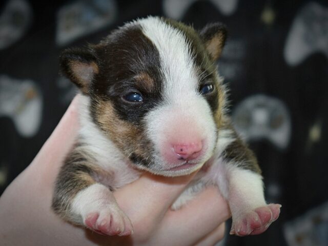 Puppy (73)