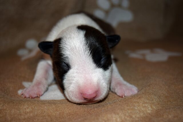 Puppy (8)