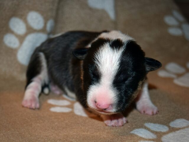 Puppy (9)